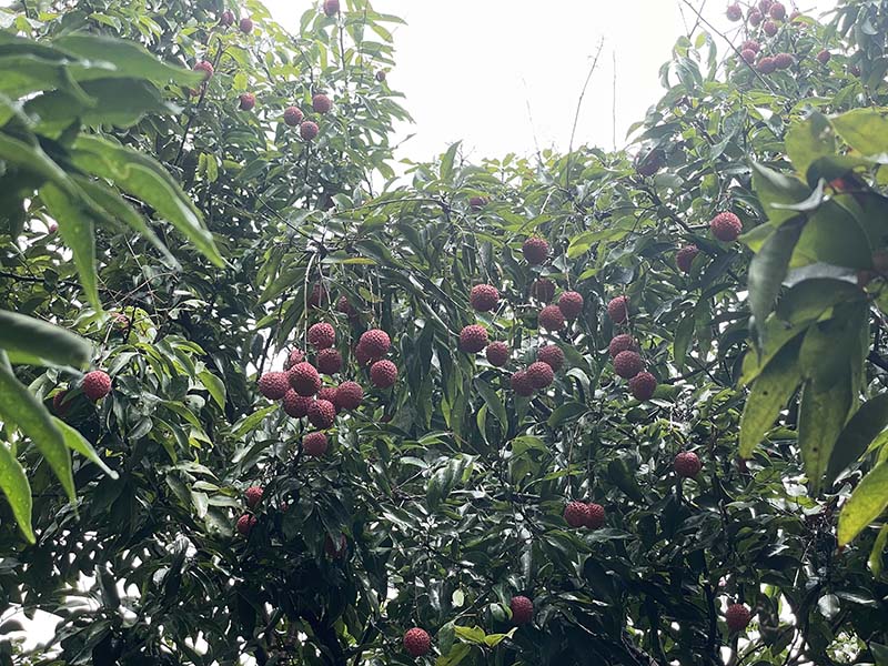集團(tuán)活動(dòng)：朗洲行 · 摘荔枝